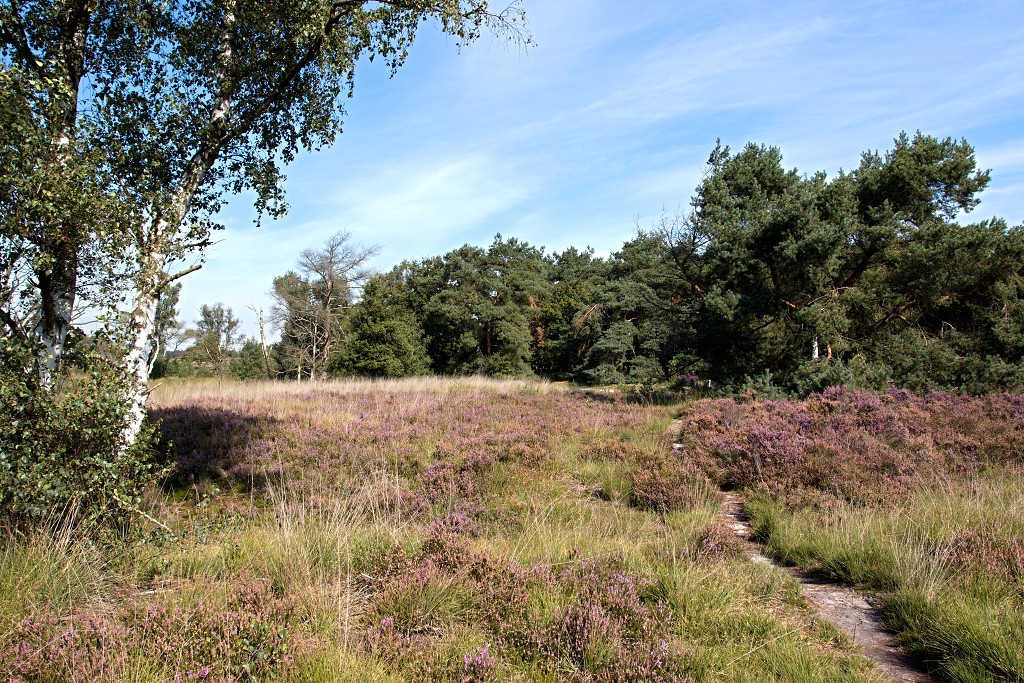 kalmhoutese heide hei hdr natuurgebied natuur landschap natuurpark natuurreservaat wandelen heidegebied bossen vennen